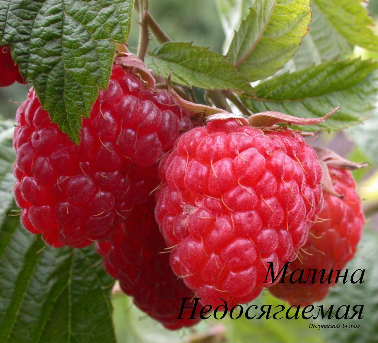 Малина ремонтантная сорт Недосягаемая