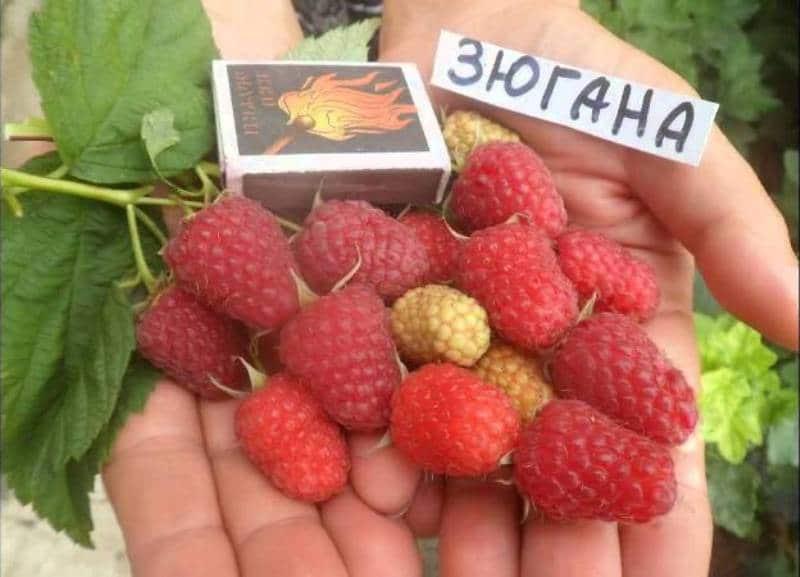 Малина ремонтантная сорт Зюгана