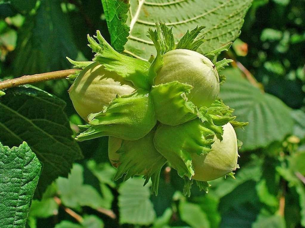 Фундук Ломбардский орех сорт Луиза