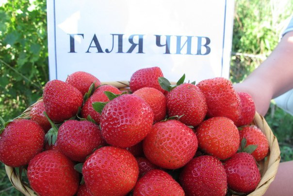 Клубника среднепоздняя Галя чив