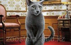 Кастрация кота - фото 1 - id-p57257170