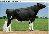 Семя быка Аладос-М, Нидерланды