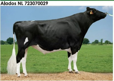 Әйелдердің сексуалдық бейнелерін алып кету Трансвеститтермен байланыс