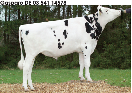 Семя быка Гаспаро-М, Германия - фото 1 - id-p57279977