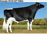 Семя быка Георгио-М, Германия