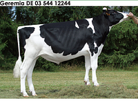 Семя быка Гереми-М, Германия