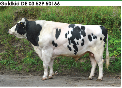 Семя быка Голдкид-М, Германия - фото 1 - id-p57284450