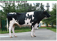 Семя быка Голтино-М, Германия