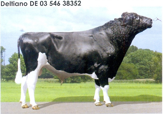 Семя быка Делтиано-М, Германия