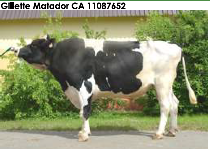 Семя быка Ж. Матадор-М, Канада - фото 1 - id-p57285153
