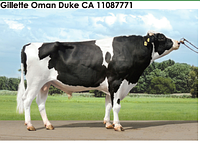 Семя быка Ж. О-Дук-М, Канада