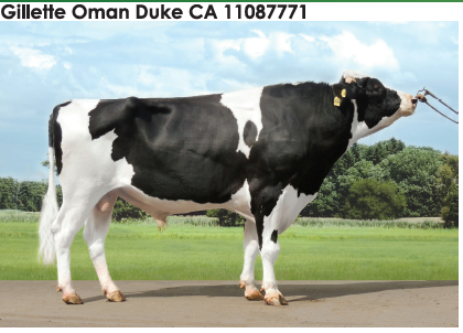 Семя быка Ж. О-Дук-М, Канада - фото 1 - id-p57285482