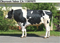 Семя быка Клай-М, Канада