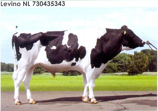 Семя быка Левино-М, Нидерланды - фото 1 - id-p57286321