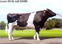 Семя быка Лоран-М, Германия