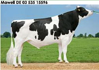 Семя быка Мавелл-М