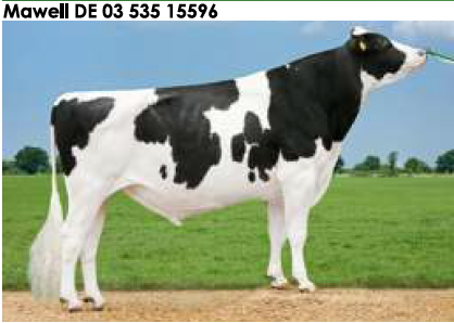 Семя быка Мавелл-М - фото 1 - id-p57286521