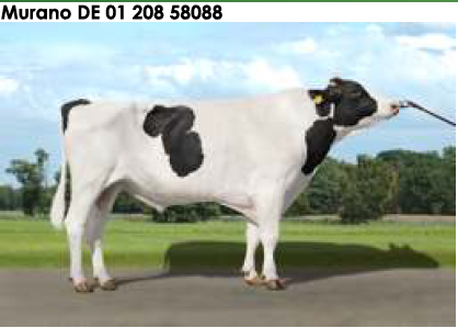 Семя быка Мурано-М, Германия - фото 1 - id-p57286601