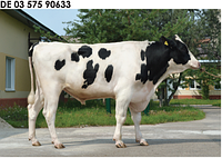Семя быка Альба-М, Германия