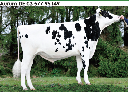 Семя быка Аурум-М, Германия - фото 1 - id-p57303090