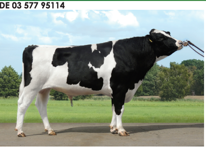 Семя быка Бади-М, Германия - фото 1 - id-p57303178