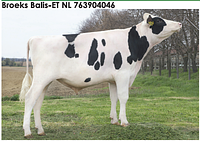 Семя быка Бейлис-М, Нидерланды