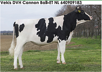 Семя быка Белл-М, Нидерланды