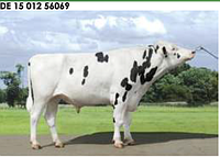 Семя быка Борнео-М, Германия