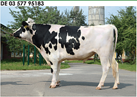 Семя быка Викинг-М, Германия