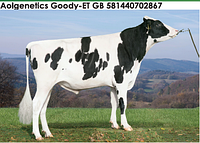 Семя быка Гуди-М, Великобритания