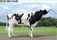 Семя быка Лев-М, Германия