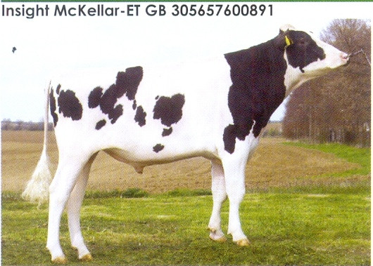 Семя быка Мак Келлар-М, Великобритания - фото 1 - id-p57311688
