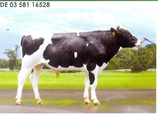 Семя быка Морган-М, Германия - фото 1 - id-p57311714
