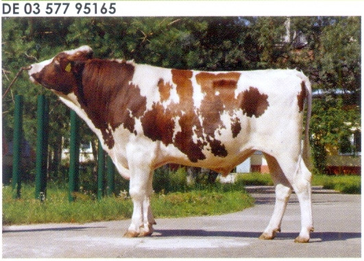 Семя быка Рагнар-М, Германия - фото 1 - id-p57311962