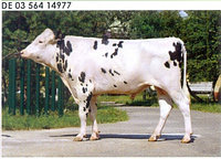 Семя быка Ратибор-М, Германия