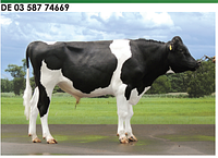 Семя быка Санлайт-М, Германия