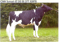 Семя быка Сансет-М, Германия