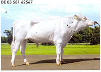 Семя быка Экспресс-М, Германия