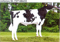 Семя быка Юлианос-М, Нидерланды