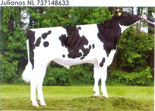 Семя быка Юлианос-М, Нидерланды - фото 1 - id-p57312884