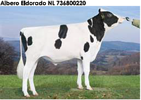 Семя быка Альберо Эльдорадо, Нидерланды