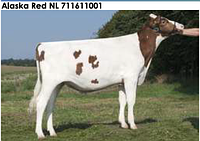 Семя быка Аляска Ред, Нидерланды