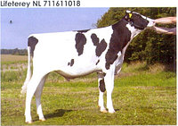 Семя быка Лайфтери, Нидерланды