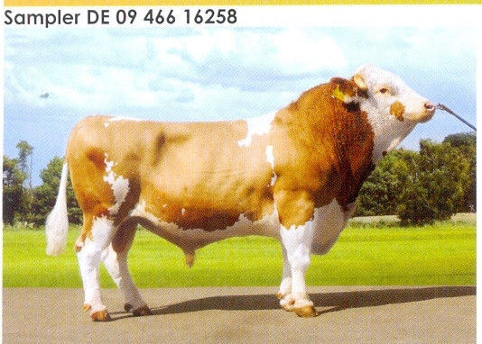 Семя быка Самплер-М, Германия - фото 1 - id-p57314758
