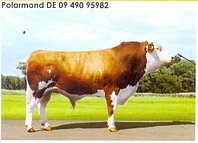 Семя быка Полармонд-М, Германия