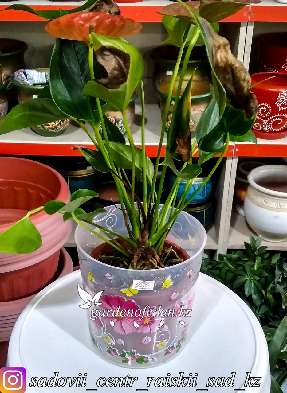 Пластиковый горшок для орхидей "Камилла". Цвет: Прозрачный. Объем: 1.8л - фото 2 - id-p57332880