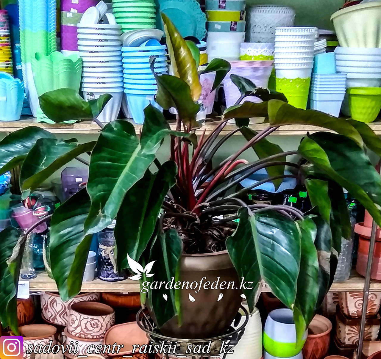 Филодендрон – тропическая лиана с изумрудными листьями (в пластиковом транспортировочном горшке)
