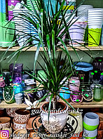 Драцена (Комнатная пальма) (в пластиковом транспортировочном горшке)