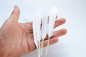 Перья натуральные для декора, белые, 13 см