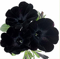 Sweetunia Black Satin №522